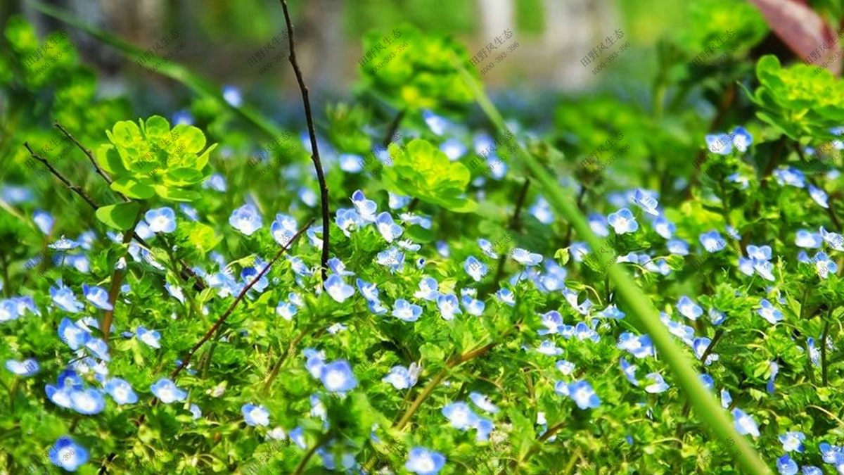 宿根花卉花种,混播花种子