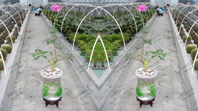 玫瑰