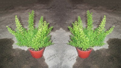 狐尾文竹