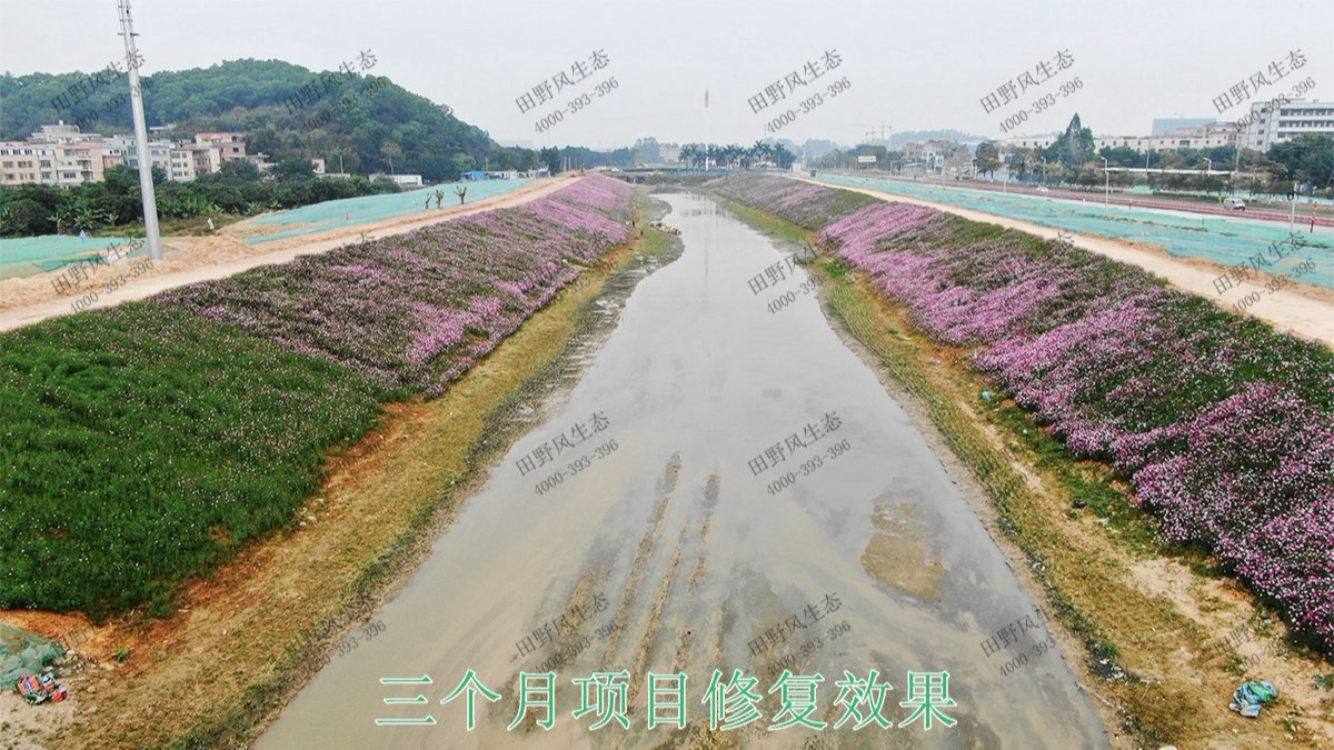 广州黄埔九龙涌河道边坡复绿