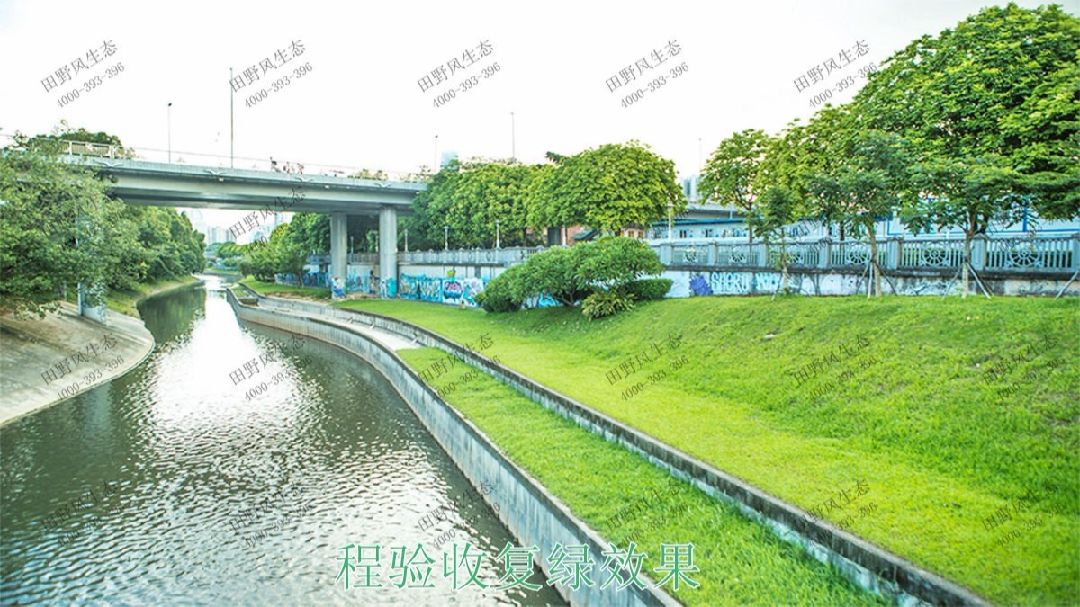 深圳茅洲河生态河道边坡喷草