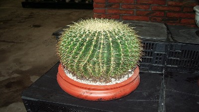 红金虎