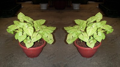红脉芋