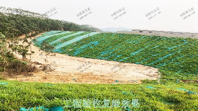 海大集团养猪基地边坡复绿