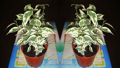 花叶榕