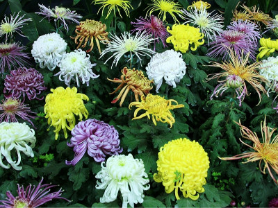菊花的五类花瓣和30个基本花型，你认识几个？