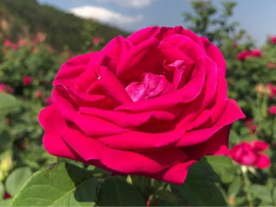 多个国家的国花，玫瑰花种植方法介绍