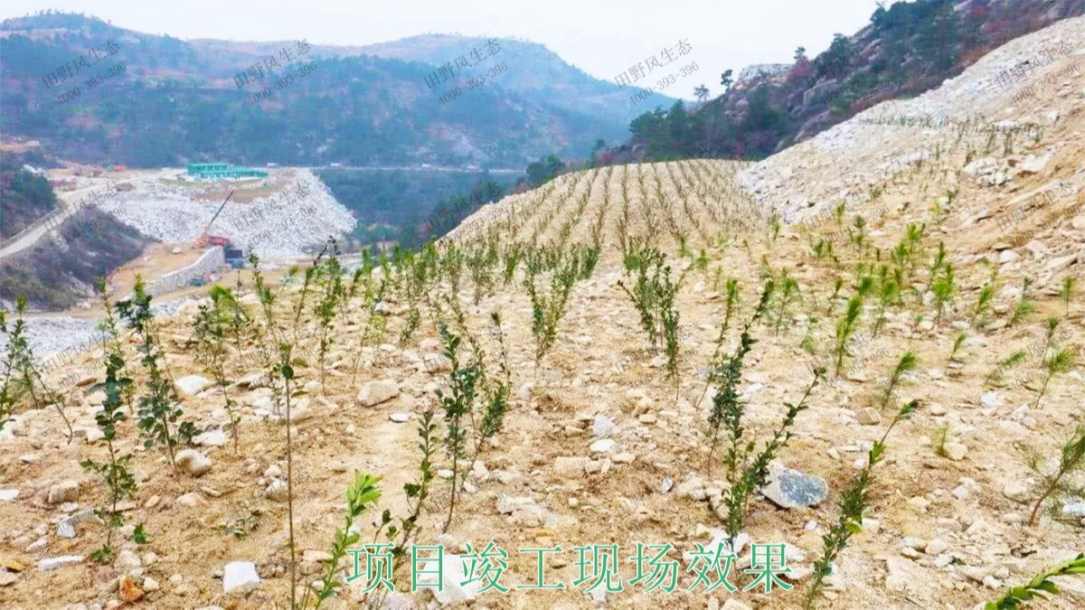 广东高枨铅锌矿采石场边坡复绿工程