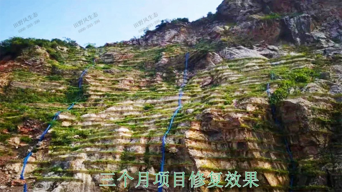 高州市泗水镇林丰石场生态修复工程