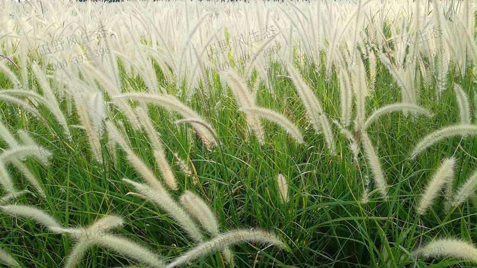 狼尾草