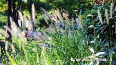 公路边坡绿化狗尾巴草，也可以美成一种艺术