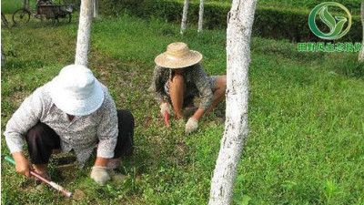 广州多雨季节时，如何做好绿化养护？