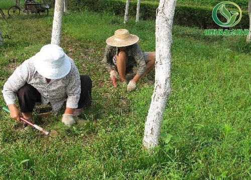 绿化养护,植物养护