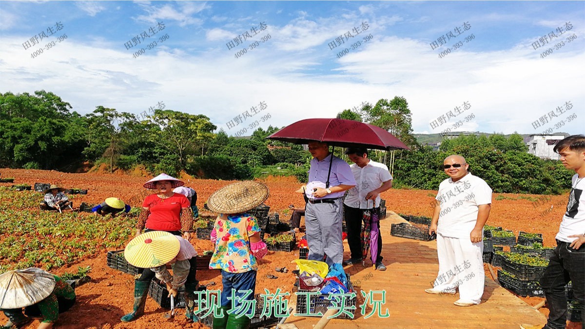 广西北流铜石岭4A景区花海设计