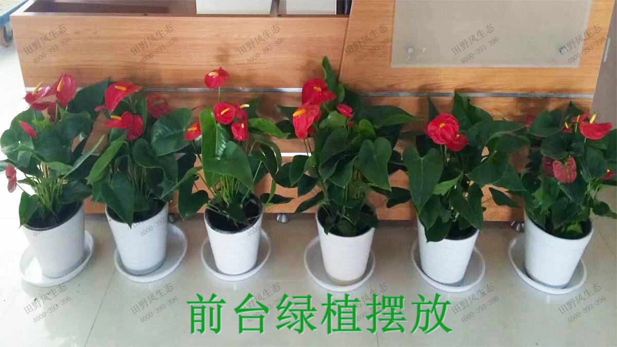 2办公室绿植实拍