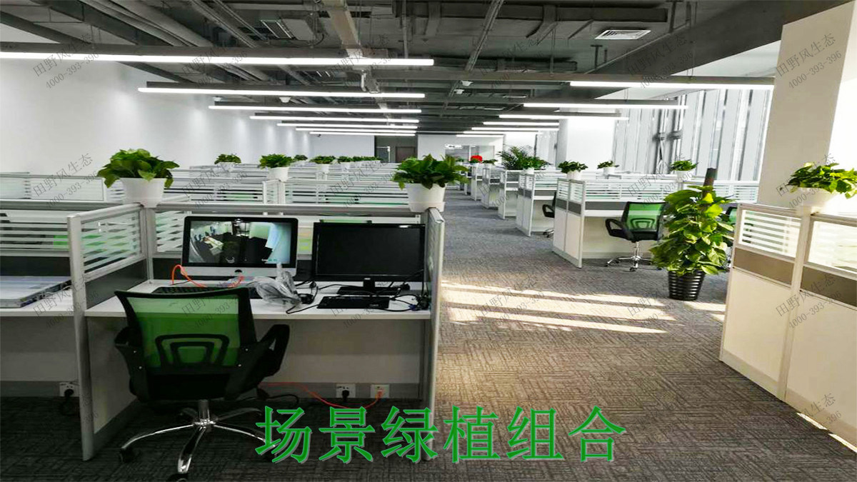 3台面绿植实拍