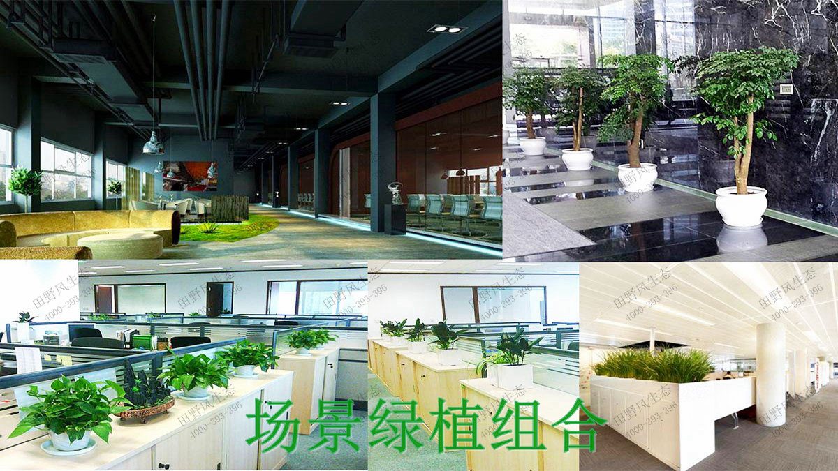 4前台绿植实景