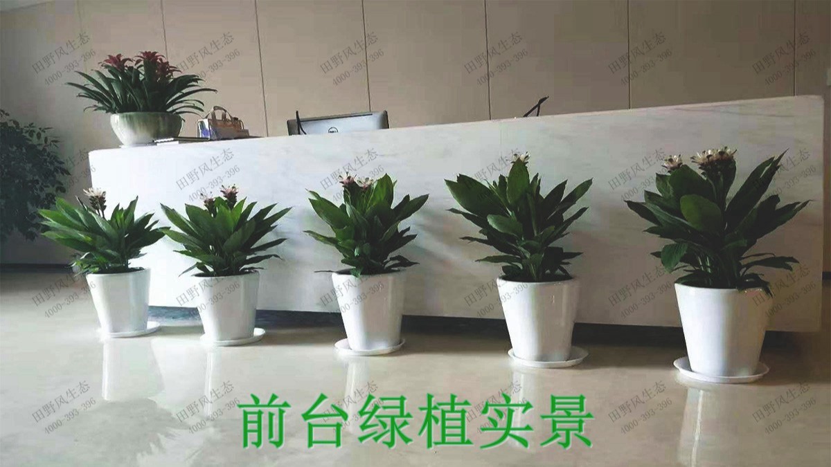 广州二建公司植物租赁精品展示