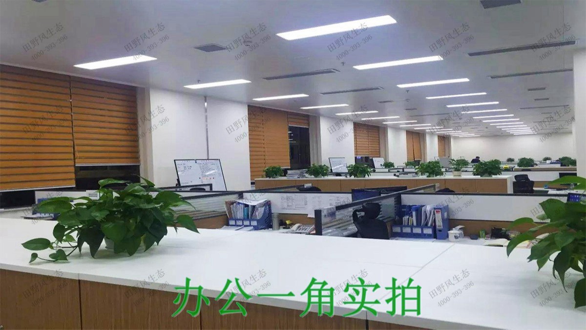 广州二建公司植物租赁精品展示