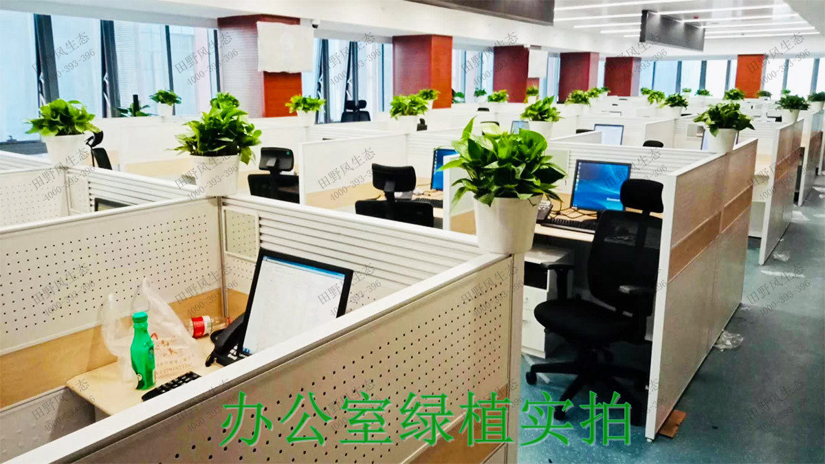2办公室绿植实拍