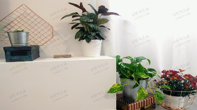 公寓植物租摆