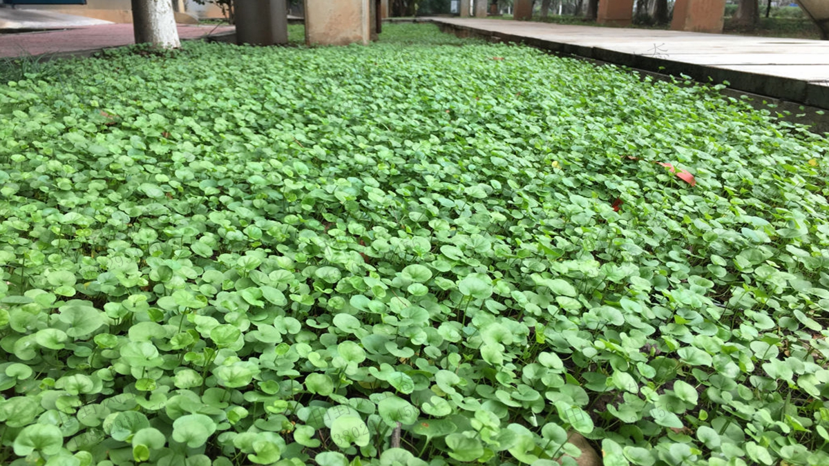 马蹄金草种子种植方法