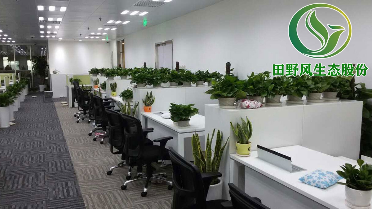 绿植花卉租摆,绿植租赁