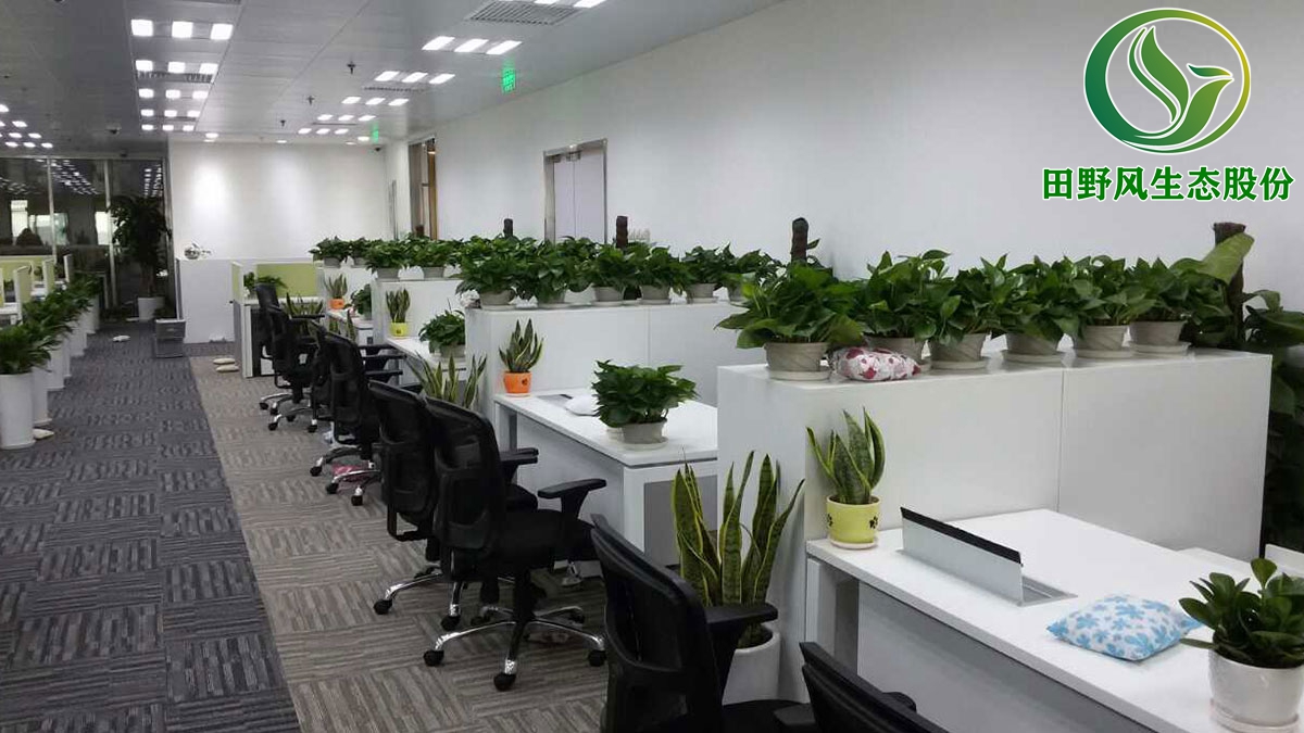 广州绿植租赁,办公室植物租摆