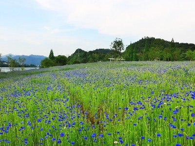 矢车菊是什么花种