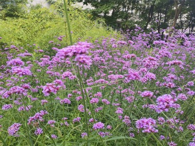 柳叶马鞭草花种什么时候播种最好