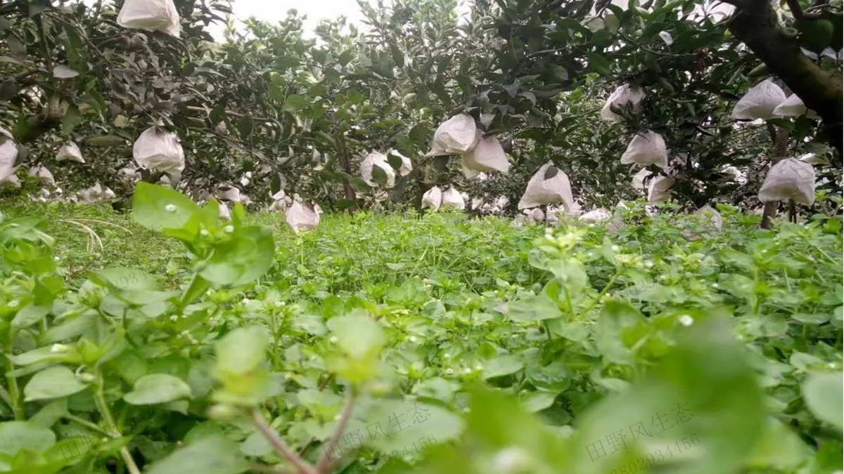果园生草